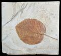 Paleocene Fossil Leaf (Davidia) - Montana #71510-1
